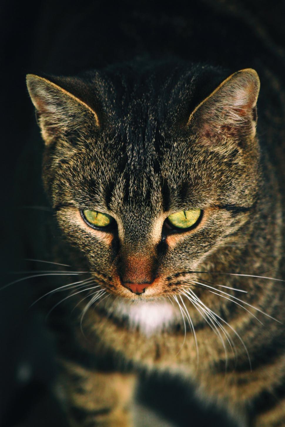Free Image of Close Up of a Cat With Yellow Eyes 