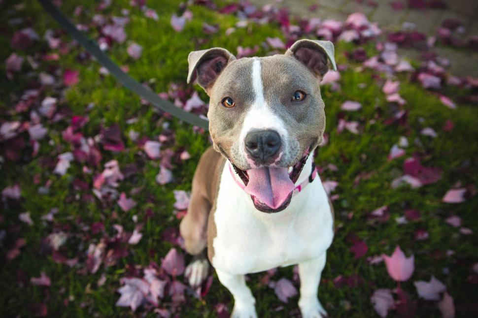 Free Image of Brown and White Dog Standing on Top of Lush Green Field 