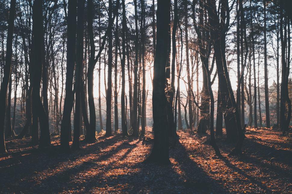 Free Image of Sun Shining Through Trees in Woods 