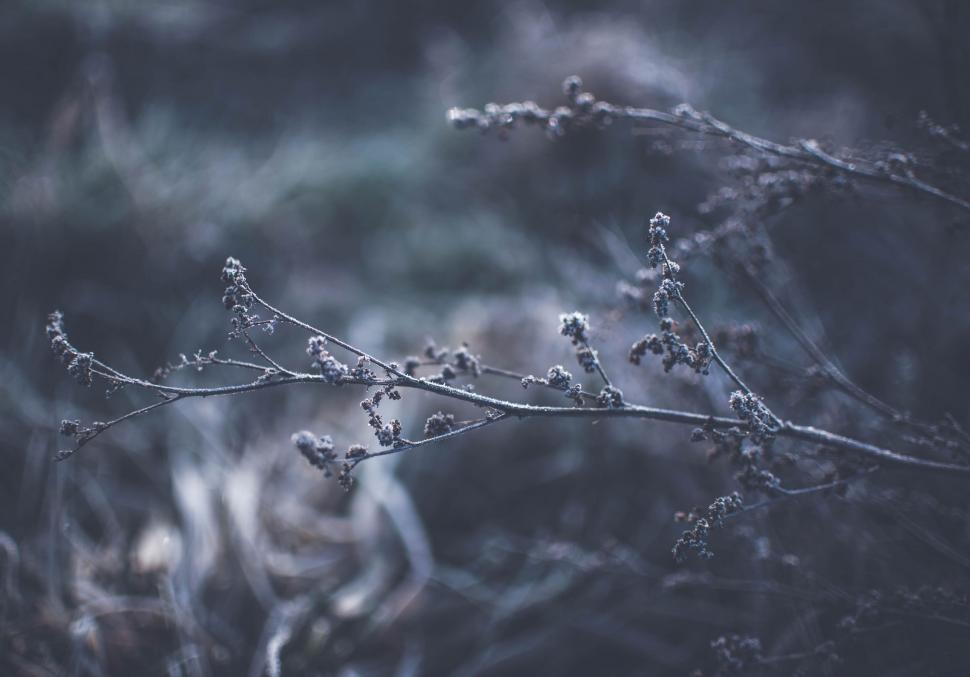 Free Image of Black and White Photo of Tree Branch 