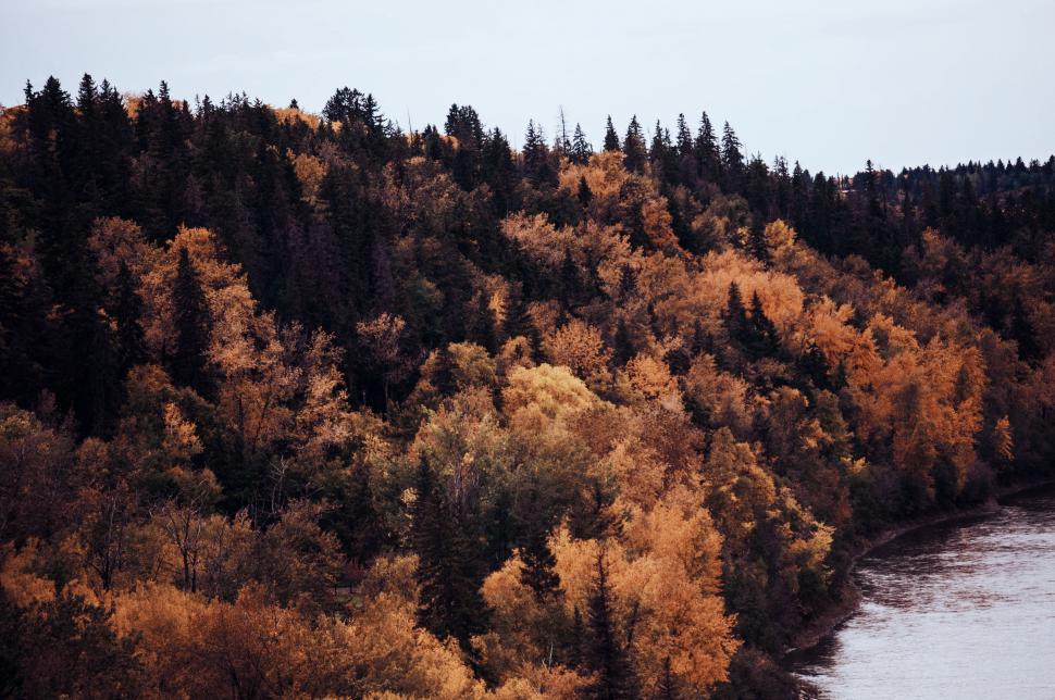 Free Image of Lush Forest Surrounding a Lake 