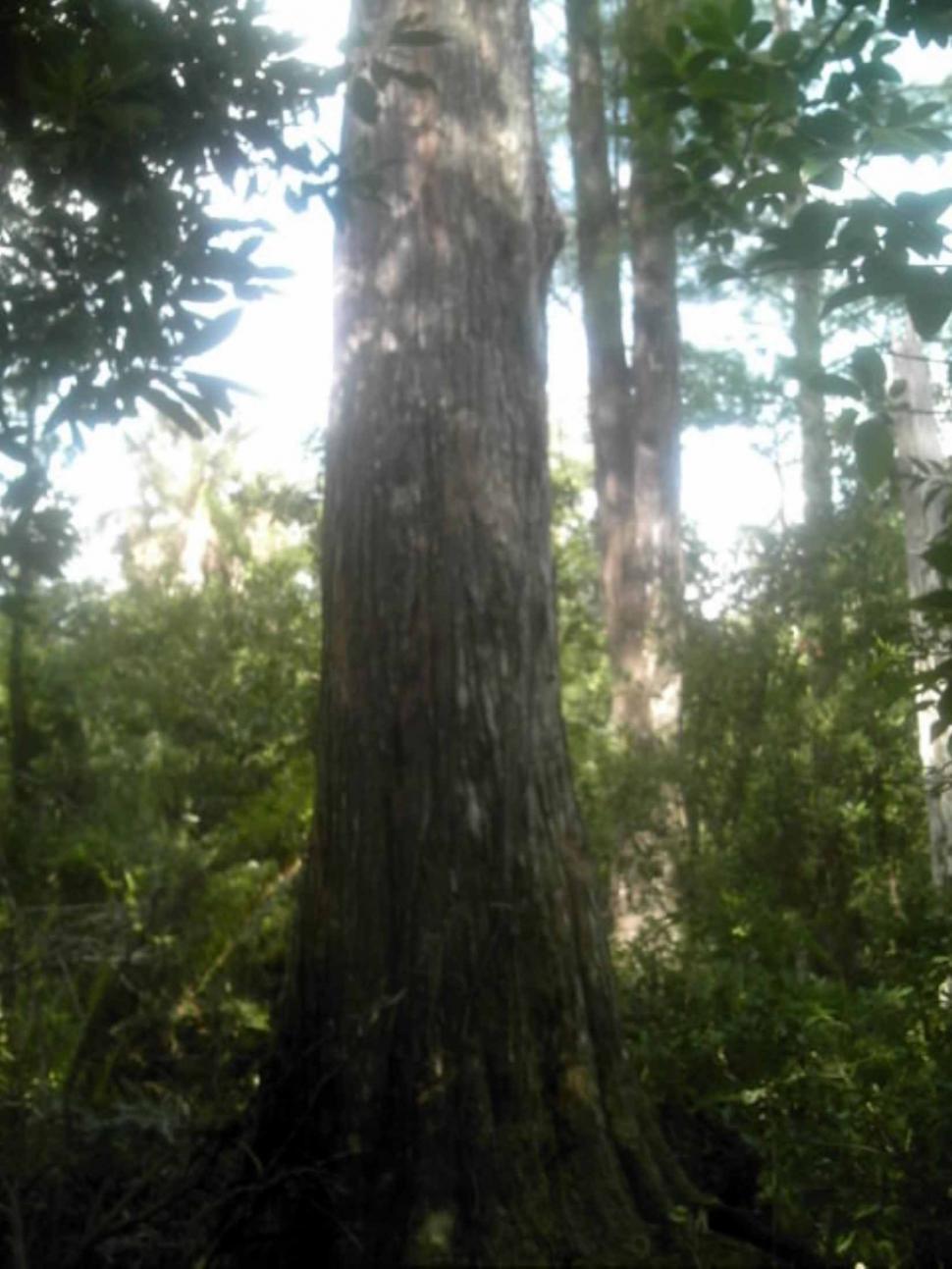 Free Image of Nature and Trees 
