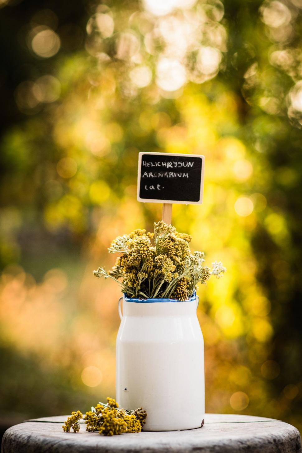 Free Image of Jar of Flowers on Table 