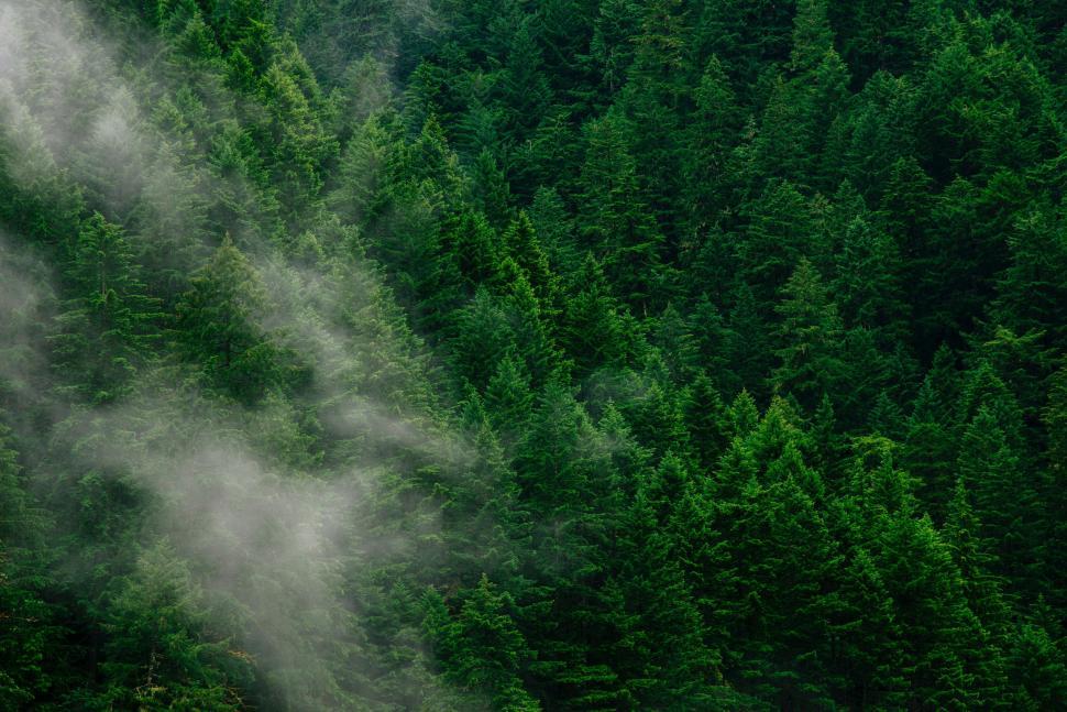 Free Image of Plane Flying Over Lush Green Forest 