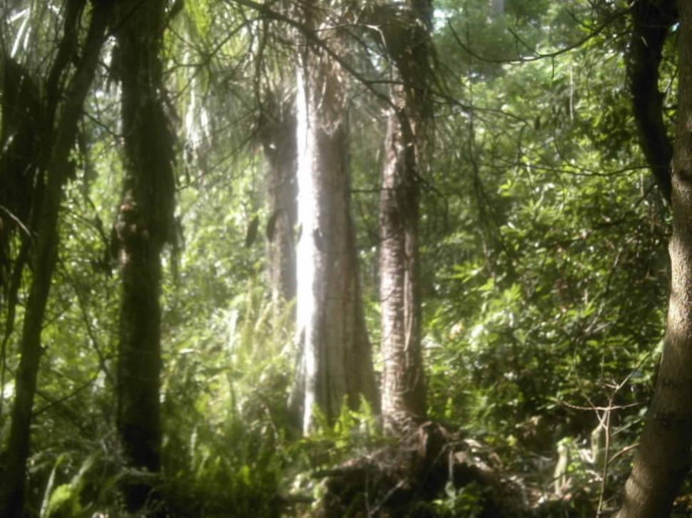 Free Image of Trees and Nature 
