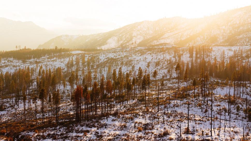 Free Image of Snow Covered Hillside With Trees and Mountains 