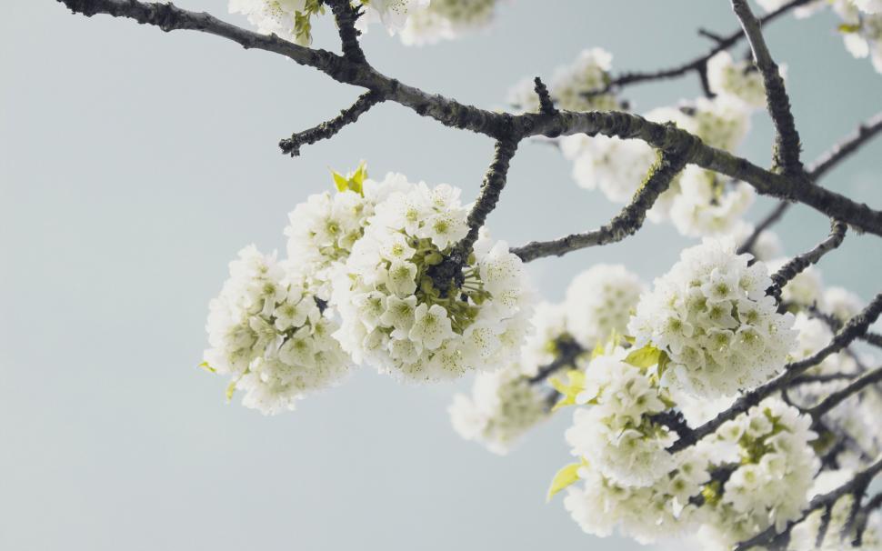Free Image of Branch of a Tree With White Flowers 