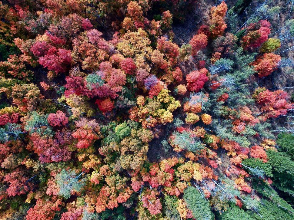 Free Image of Aerial View of Dense Forest Canopy 