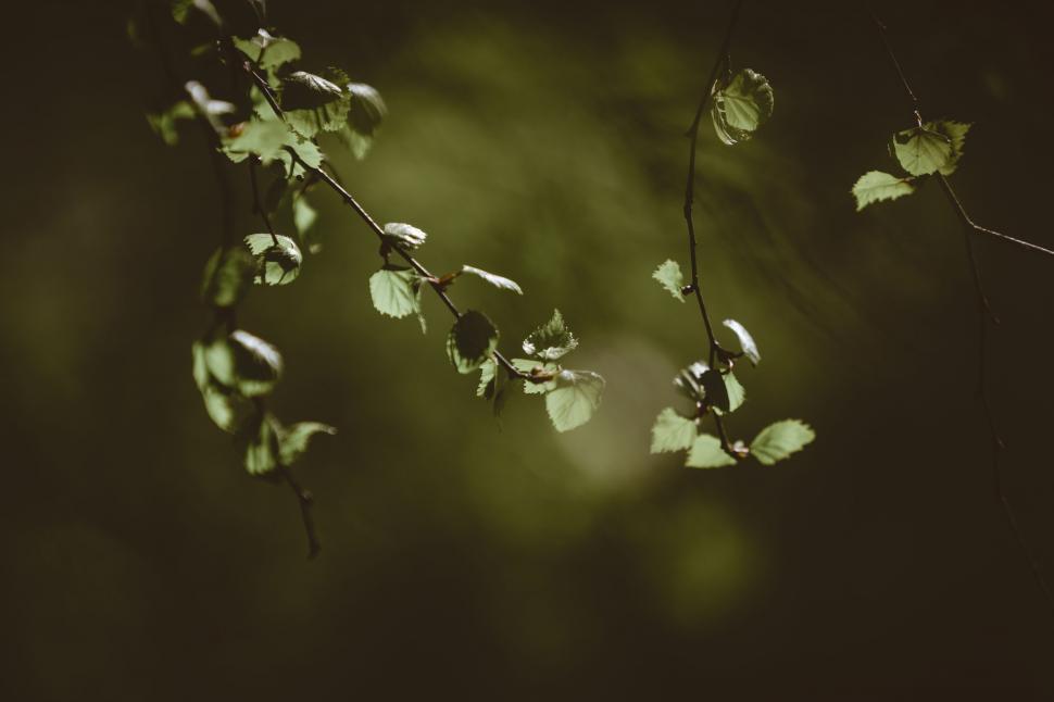 Free Image of Branch With Leaves in Black and White 