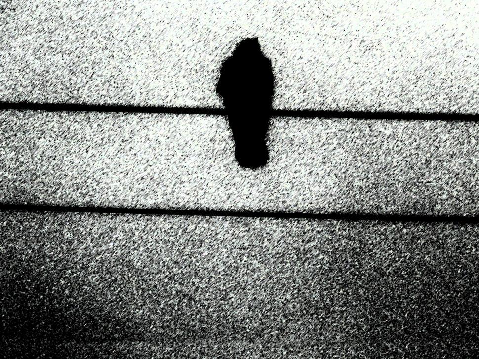 Free Image of Crow 