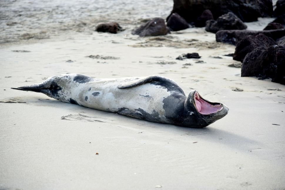 Free Image of Abandoned Bottle on Sandy Beach 