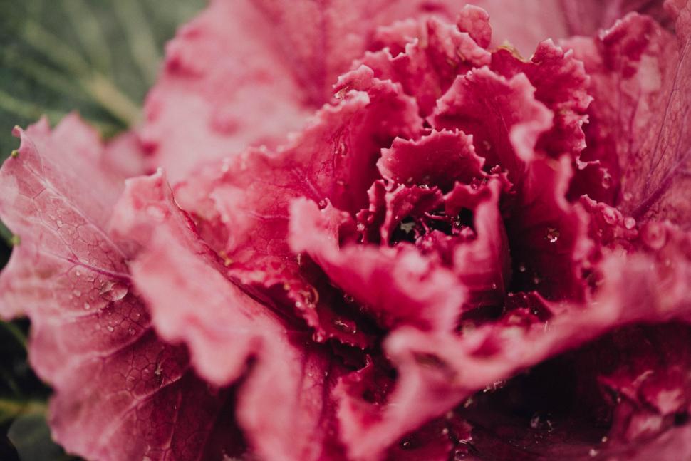 Free Image of Close Up of a Pink Flower With Water Droplets 