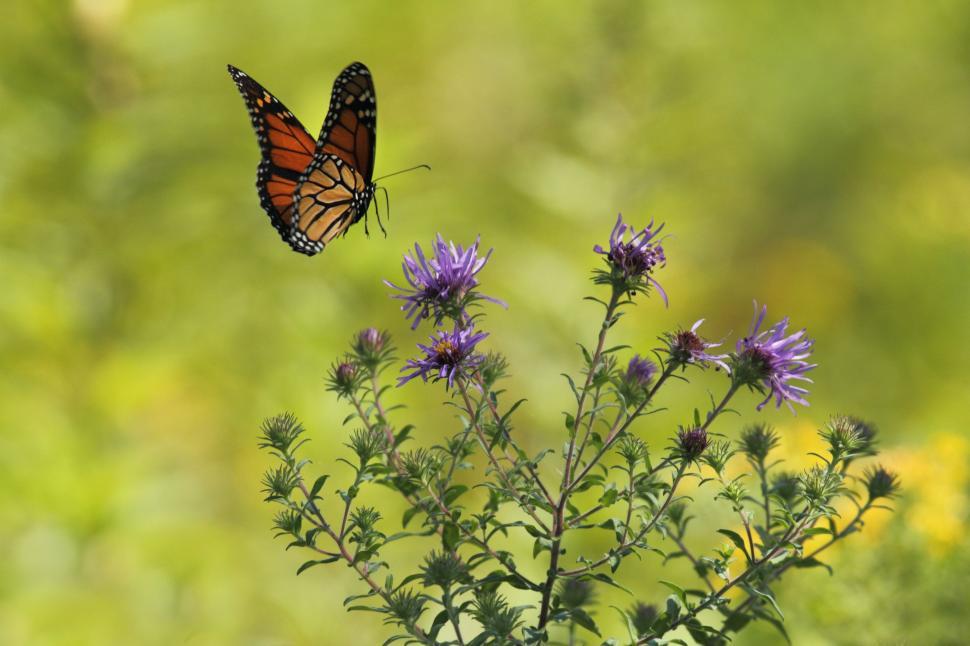 Free Image of Butterfly Flying Over Purple Flower in Field 
