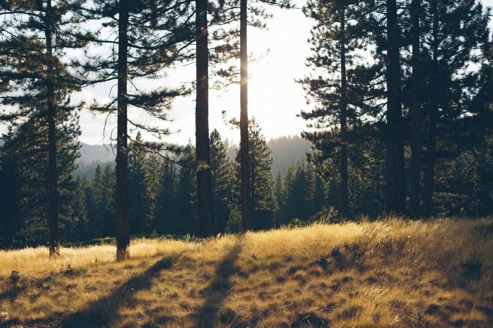 Free Image of Grassy Field With Trees in Background 