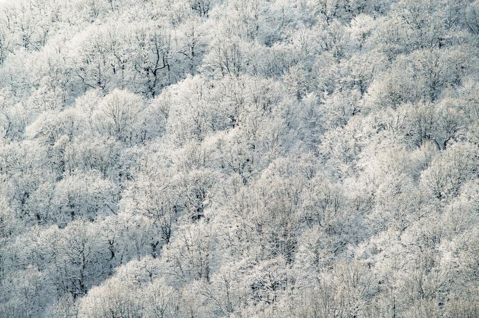 Free Image of Aerial View of Snow-Covered Forest 
