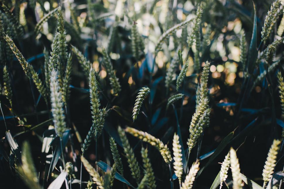 Free Image of Lush Green Plants in a Field 