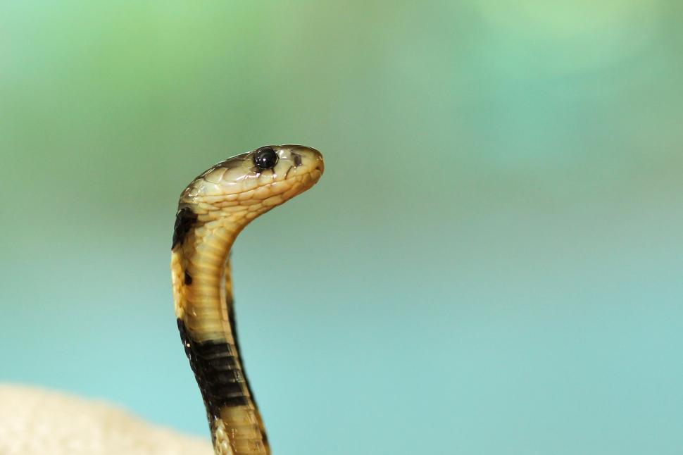 Free Image of Brown and Black Snake on Rock 