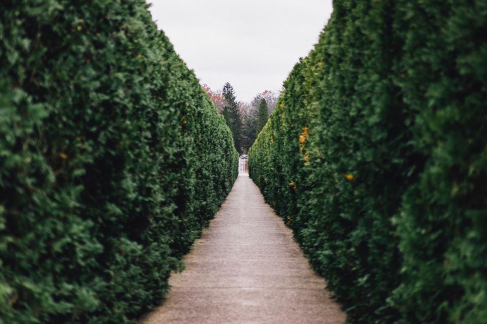 Free Image of Serpentine Tree-Lined Path in Park 