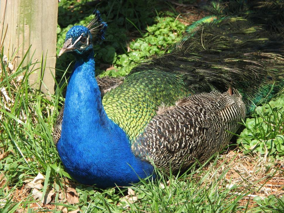 Free Image of Peacock 