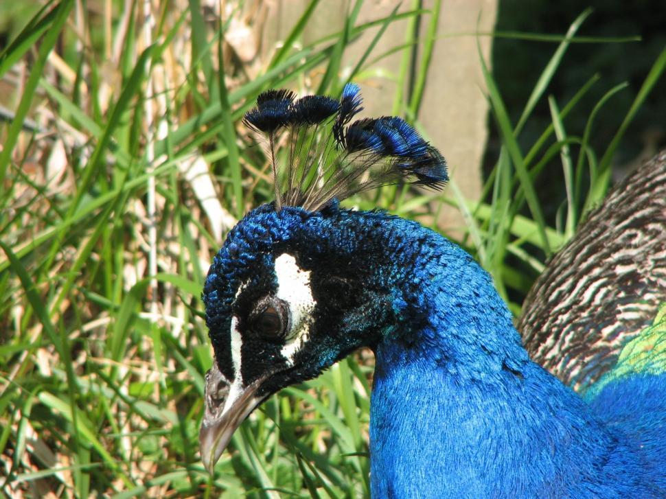 Free Image of Peacock 
