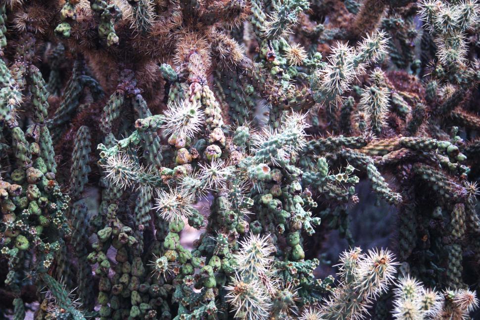 Free Image of Cholla cactus 