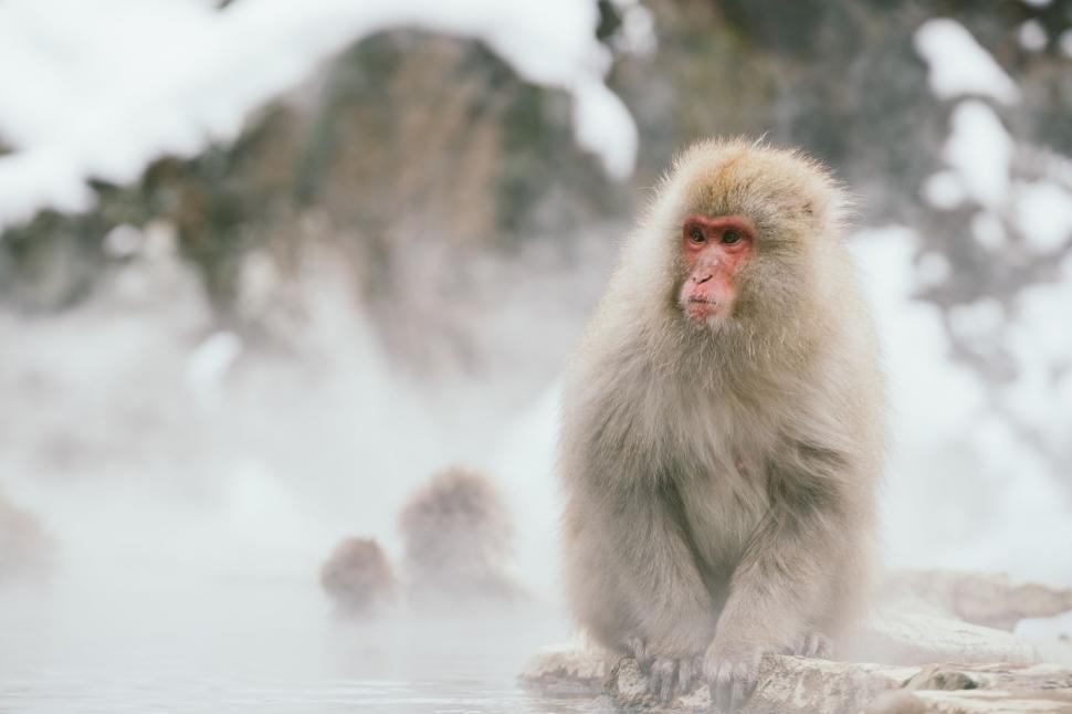 Free Image of Monkey Sitting on Rock 