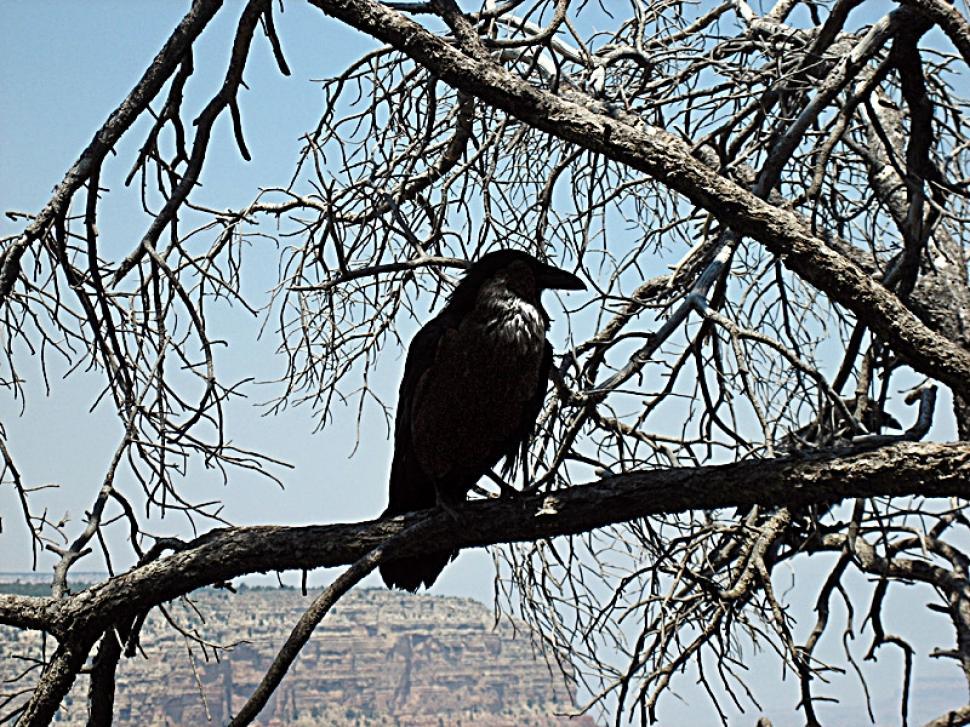 Free Image of Black Crow on Dead Tree 