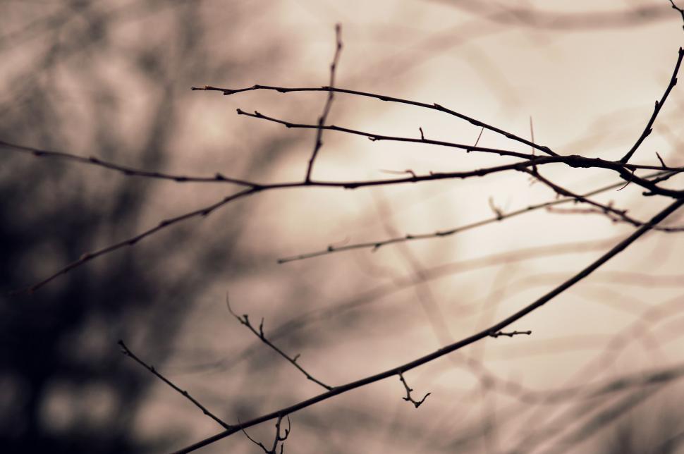 Free Image of Tree Branch in Black and White 