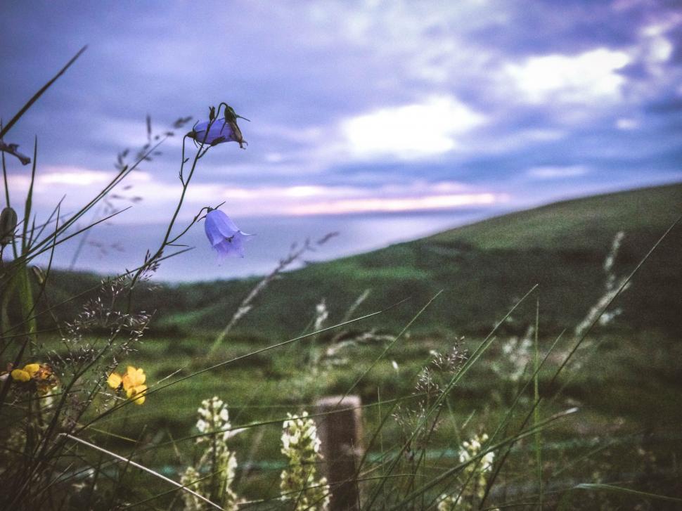 Free Image of Grassy Field With Yellow Flowers 