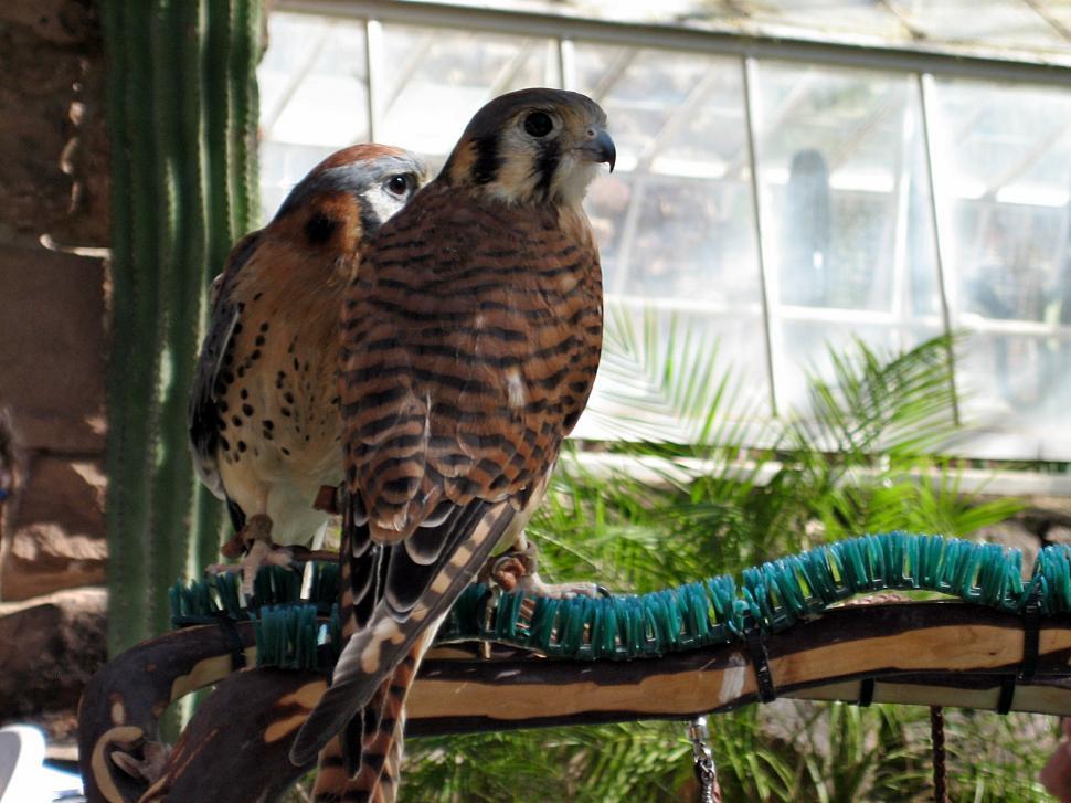 Free Image of Two Birds Perched on a Branch 