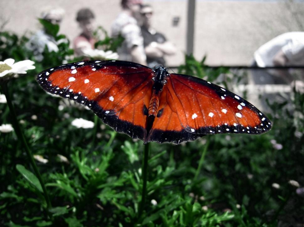 Free Image of Butterfly Close Up 