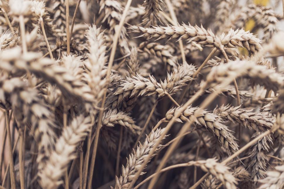 Free Image of Cluster of Wild Plants in Field 