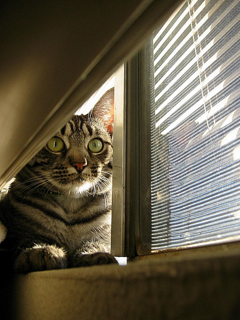 Free Image of Cat in Window 