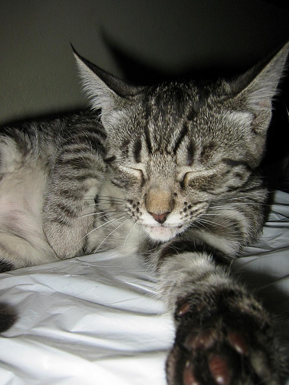 Free Image of Cat with Outstretched Paw 