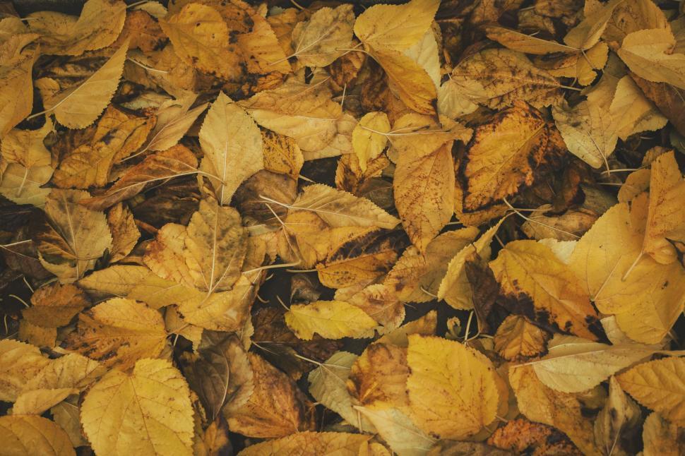 Free Image of Pile of Fallen Leaves on the Ground 