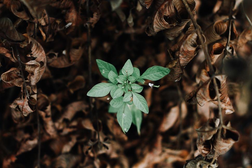 Free Image of Small Green Plant Sprouts From Ground 