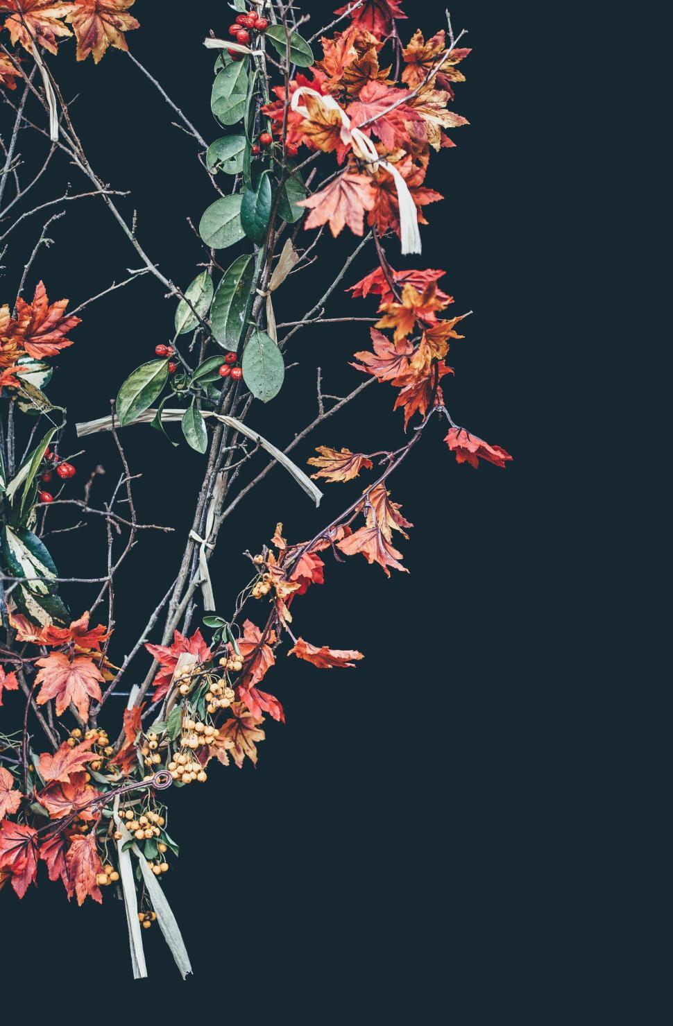 Free Image of Tree With Red and Orange Leaves on Black Background 