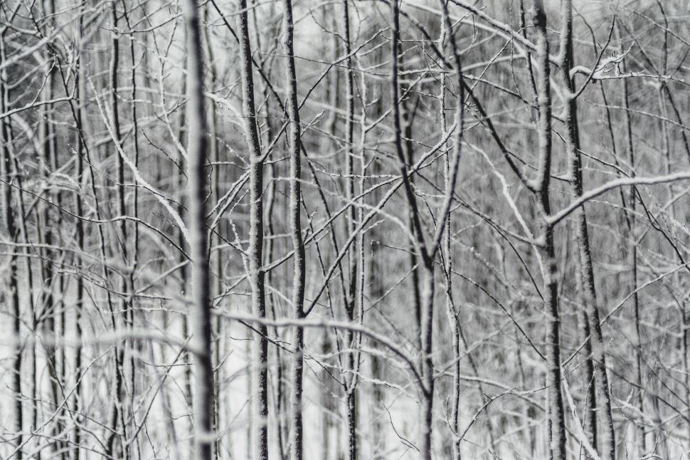 Free Image of Trees Covered in Snow 