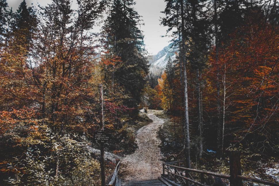 Free Image of Wooden Walkway in Forest 