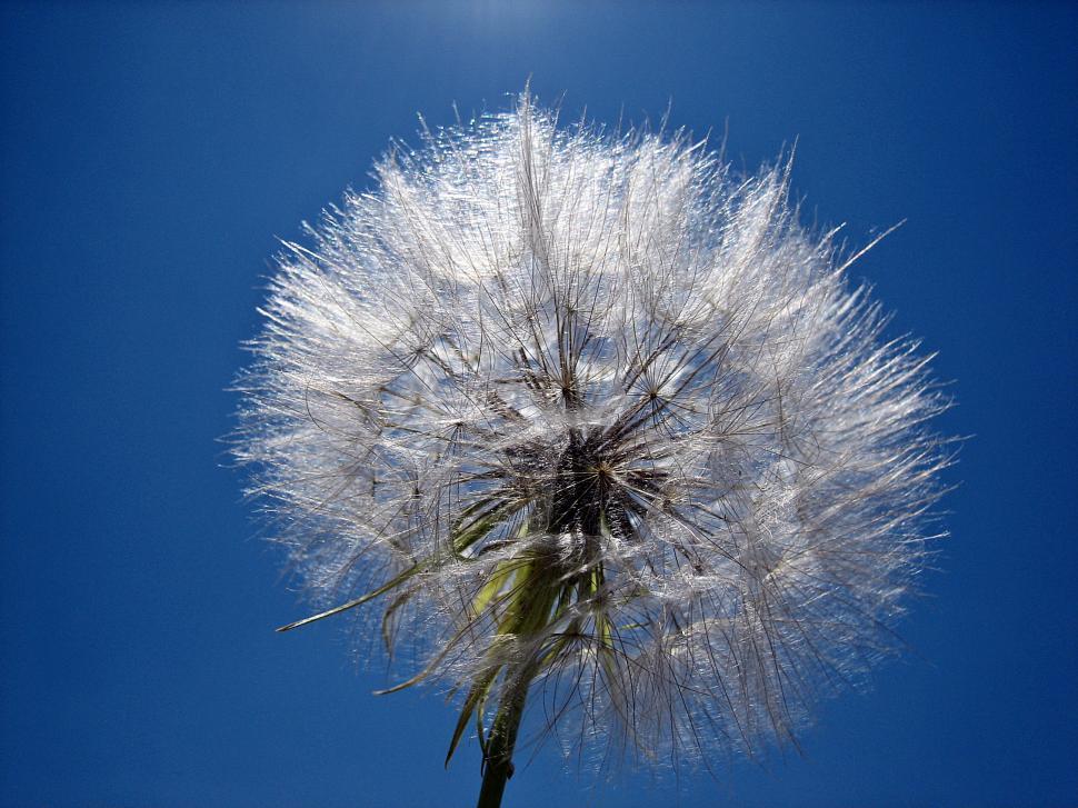 Free Image of Make a Wish 