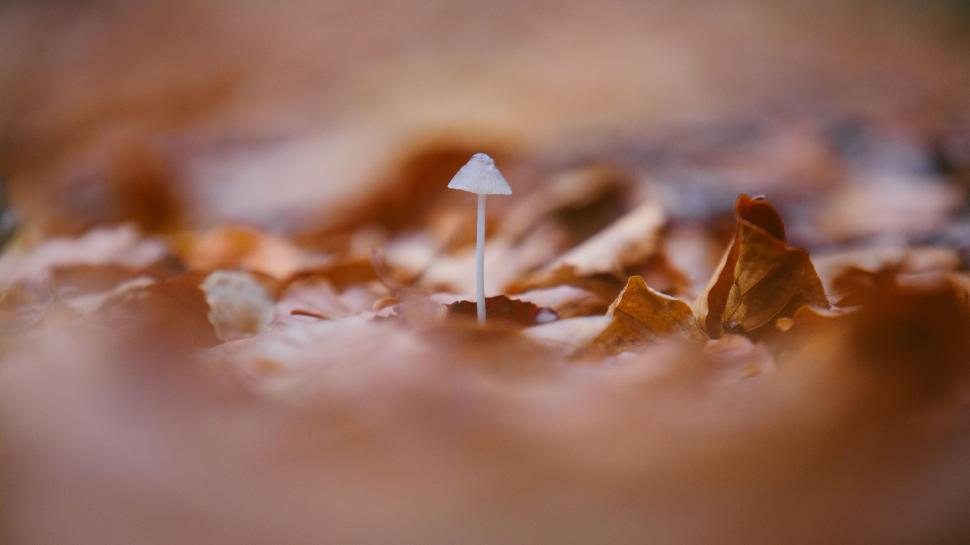 Free Image of Small White Light in Blur 