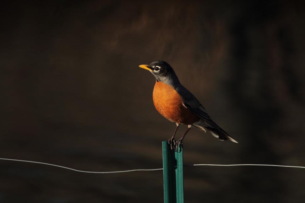 Free Image of Small Bird Perched on Green Post 