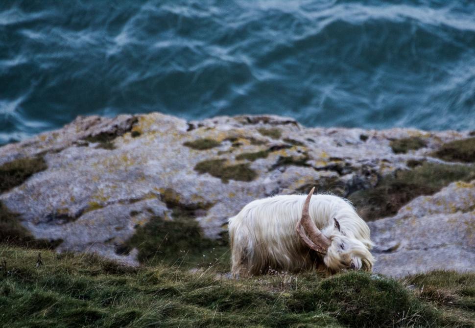 Free Image of White Animal Standing on Top of Grass Covered Hillside 