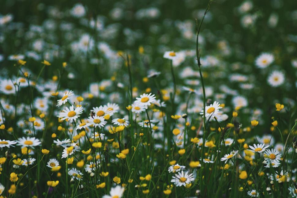 Free Image of Field Full of White and Yellow Flowers 