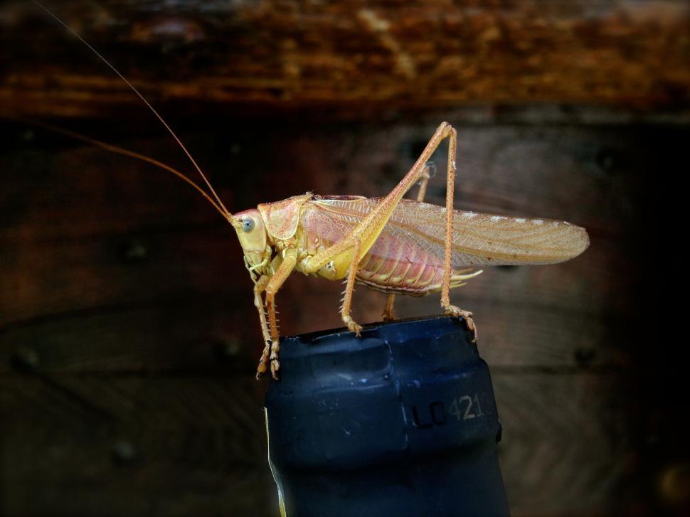 Free Image of Close Up of Grasshopper on Blue Object 