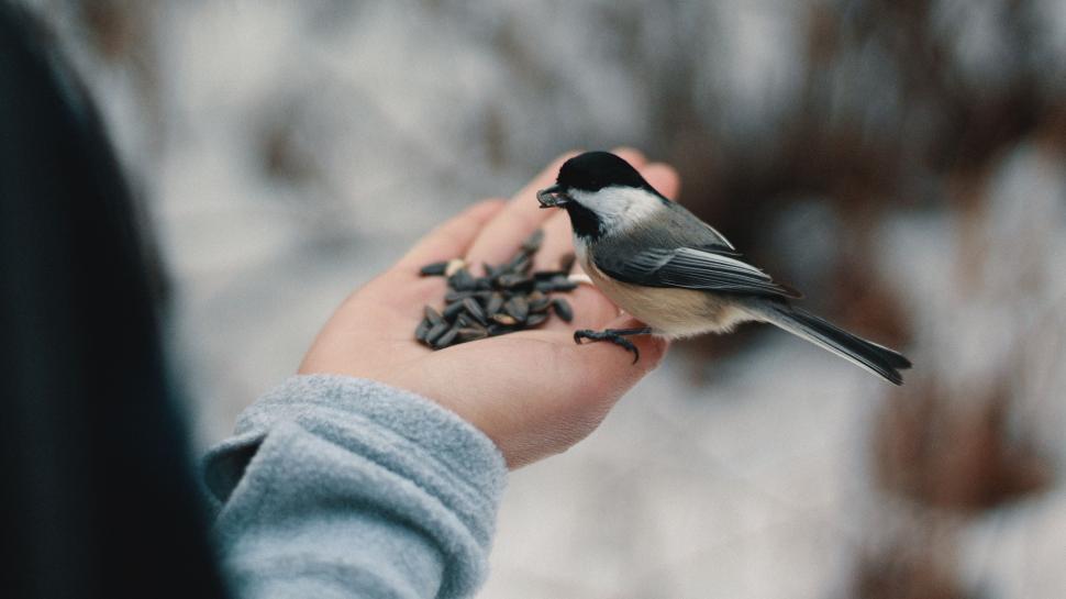 Free Image of Person Holding Bird in Hand 