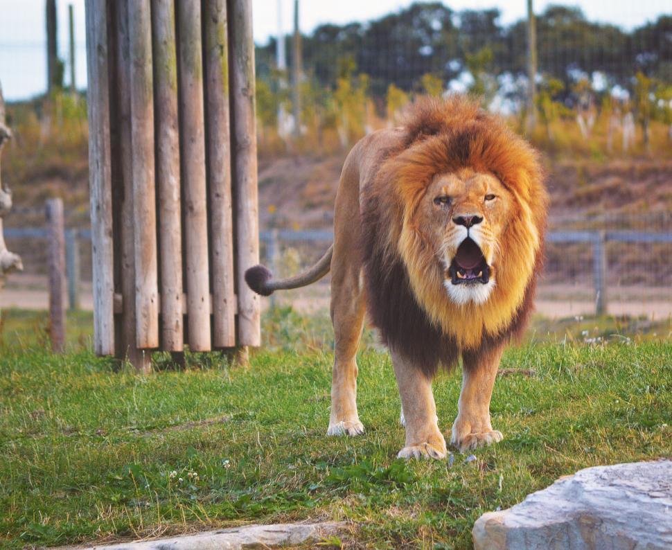 Free Image of Lion Standing on Top of Lush Green Field 