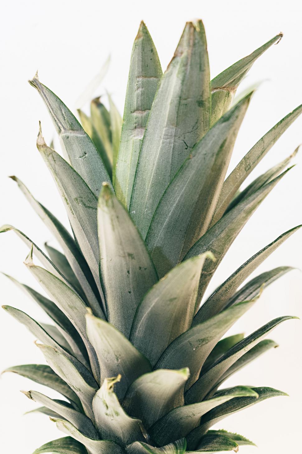 Free Image of Close Up of a Pineapple on a White Background 