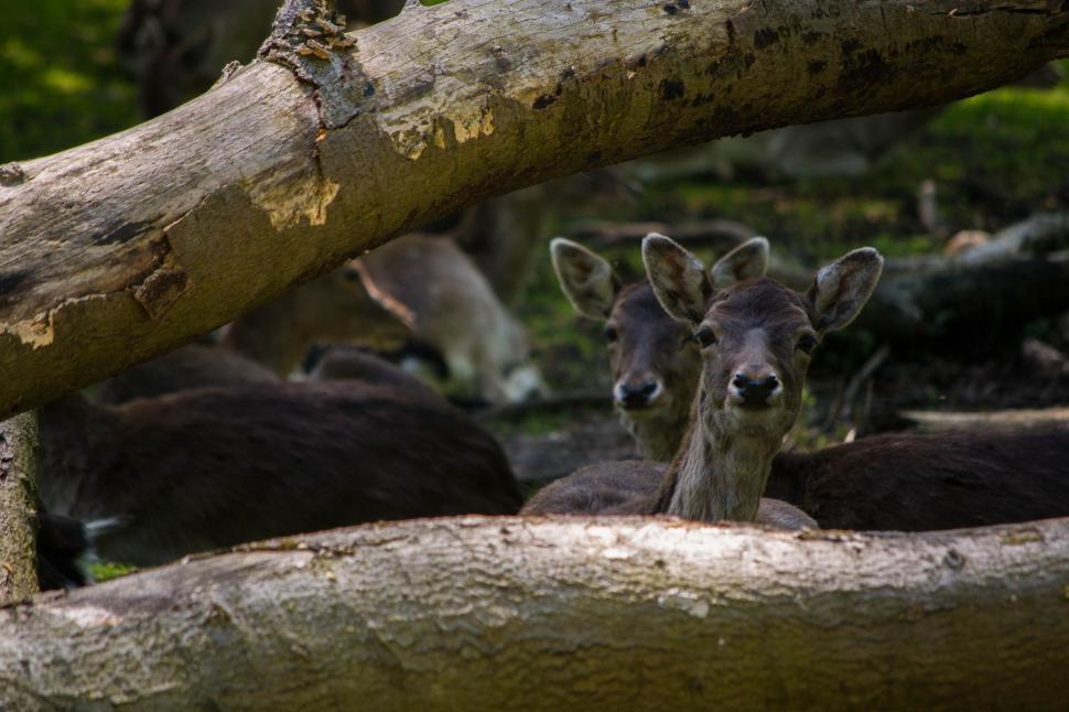 Free Image of Two Deer Standing Side by Side 