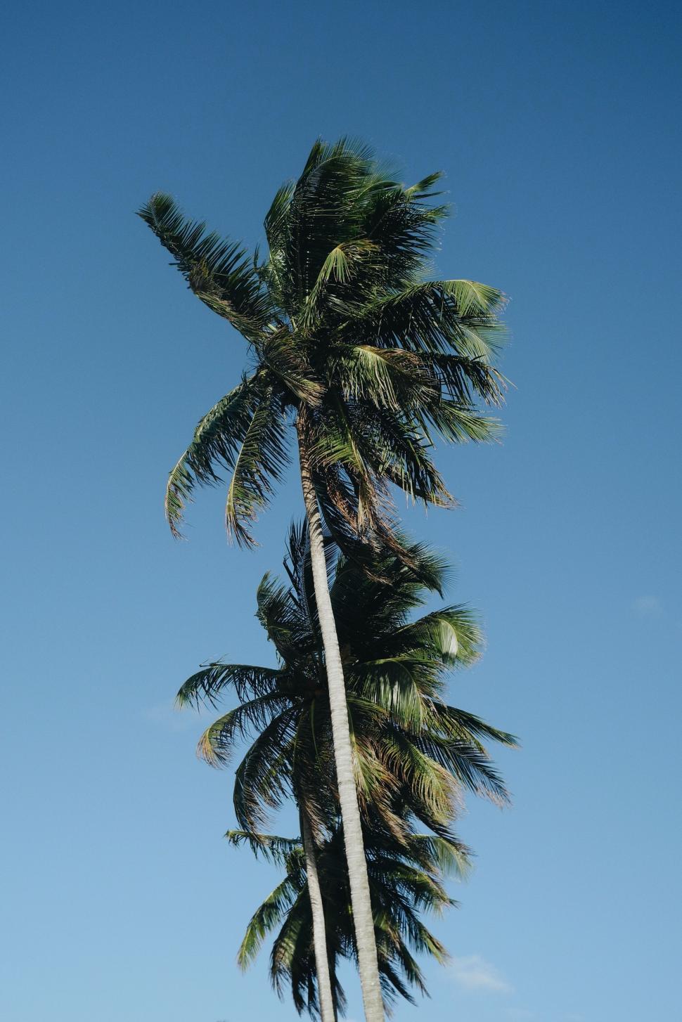 Free Image of Two Palm Trees Standing Together 